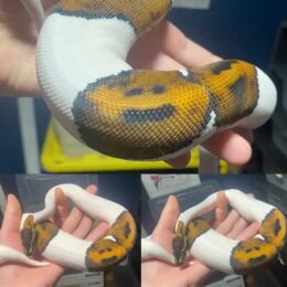 Buy hand-raised Ball Python Canada, Boas, Milk Snakes, Hognose