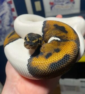Emoji Pied Male