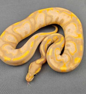 Banana Enchi Black Pastel Calico DH Hypo Pied Ball Python
