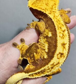 Trio of crested geckos 2 females 1 male