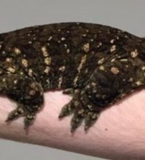 Male GT fredlie leachianus