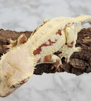 Female Lillywhite Crested Gecko