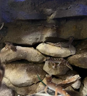 Baby Helmeted Geckos for sale