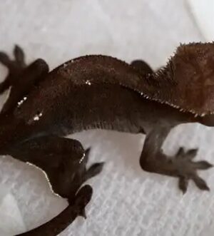 Visual Axanthic Female Crested Gecko