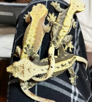 Trio Female crested geckos