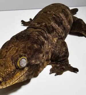 Melanistic and Lilac Grand Terre Troeger Mt Koghis Leachianus