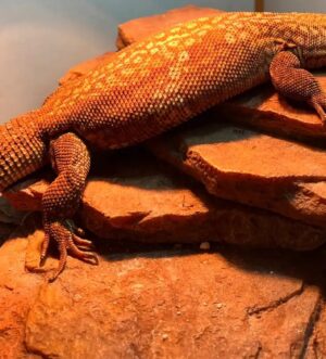 Male Ackie Monitor Lizard