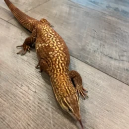 Geckos, Monitors, Chameleons, Skinks
