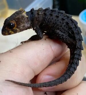 Red-eyed crocodile skinks (Tribolonotus gracilis) Captive bred