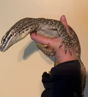 Argus Monitor