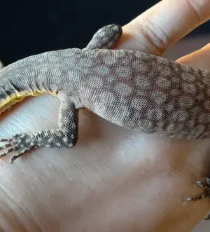 Kimberley Rock Monitor Juvenile