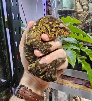 Leachianus - RTB Adult Female