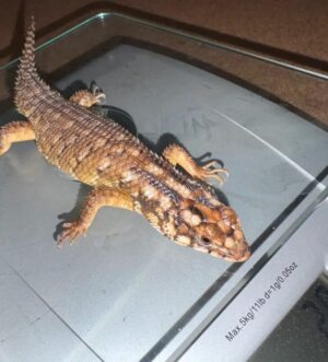 Hosmer’s Spiny Tailed Skink