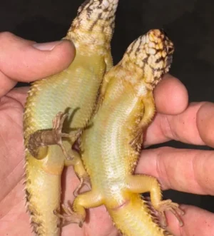 Hosmer’s Spiny Tailed Skink