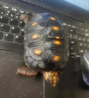 Red Foot tortoises with free enclosure-