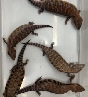Northern Blue Tongue Skink Babies