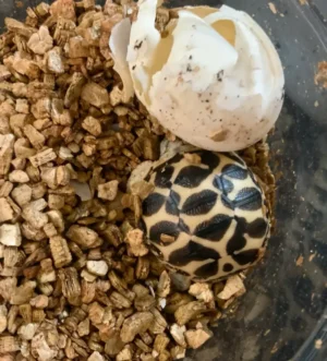 Baby Indian Star Tortoise