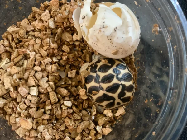 Baby Indian Star Tortoise - Image 2
