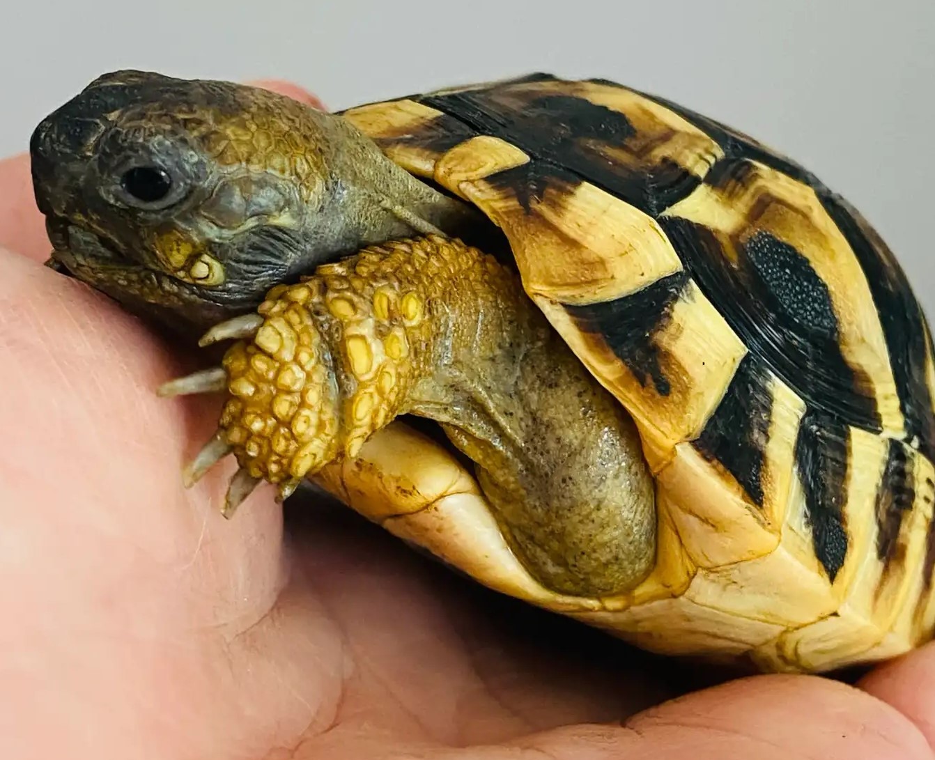 57.3 baby Hermann’s tortoises 57.3 baby Hermann’s tortoises