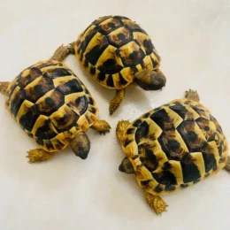 Red-Foot, Sulcata, Hermann’s