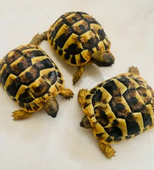 Baby Hermann’s tortoises