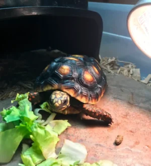 Tortue Redfoot Tortoise
