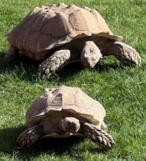 Two mature male Sulcata tortoises