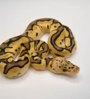 Ball python
