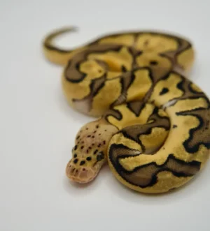 Ball python