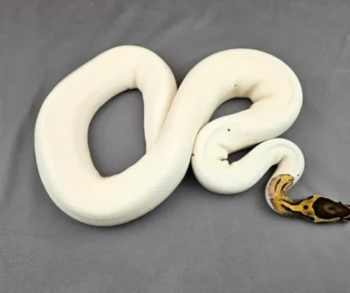 7.2 Proven Breeder Orange Dream Pied Female