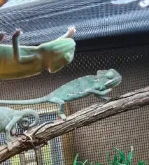 BABY VEILED CHAMELEONS SPECIAL