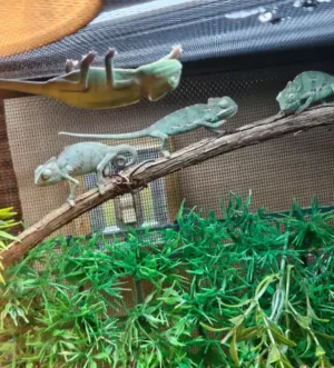 BABY VEILED CHAMELEONS SPECIAL