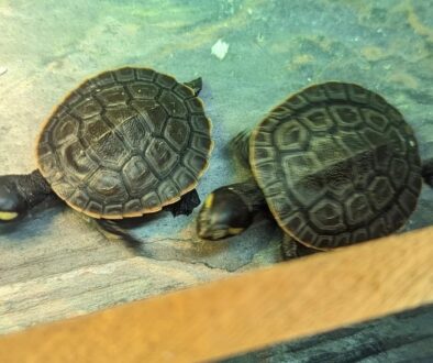 84. 2x red belly sideneck turtle