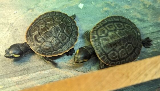84. 2x red belly sideneck turtle