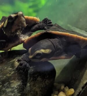 2x red belly sideneck turtle