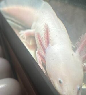 Axolotl and full set up for sale