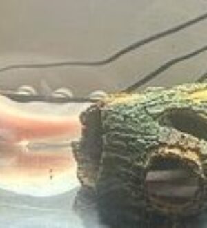 Axolotl and full set up for sale