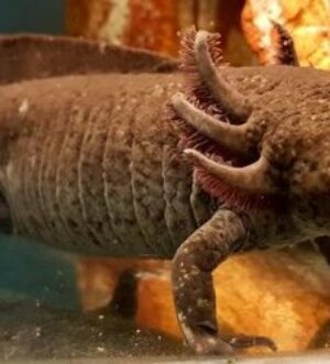 Adult Axolotls, different types and colours available