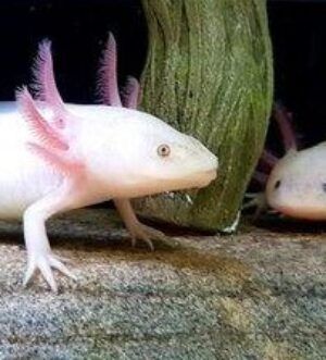 Adult Axolotls, different types and colours available