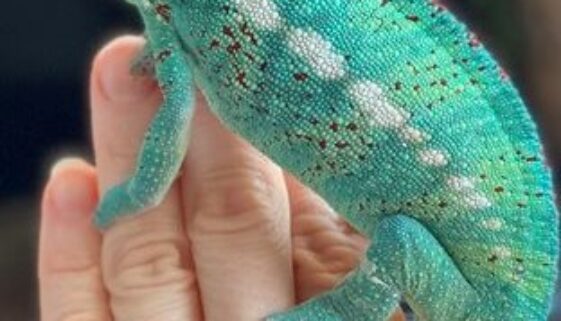 89.2 Nosy Be Panther Chameleon Year Old Male