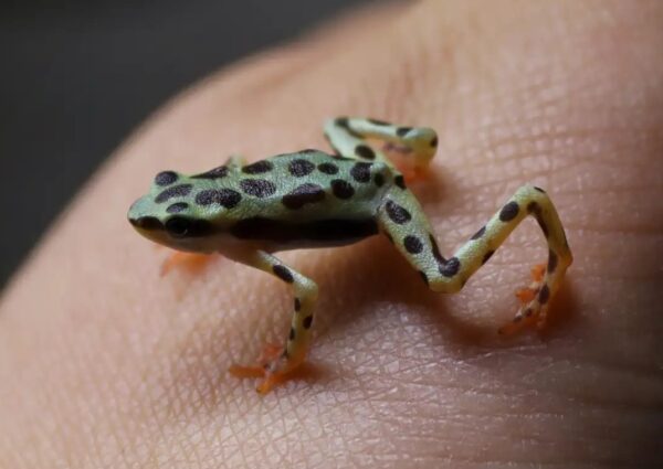 Atelopus balios (captive-bred)
