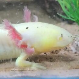 (select species): Axolotls, Pacman Frogs