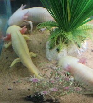 Albino GFP Axolotl