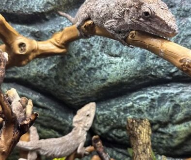 93.2 Cuban false chameleons breeding pair