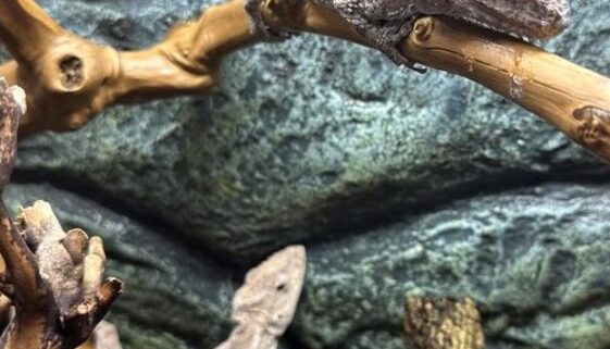 93.2 Cuban false chameleons breeding pair