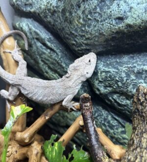 Cuban false chameleons breeding pair