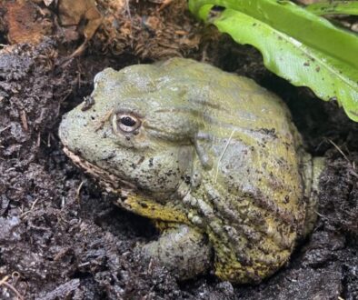 95.1 Baby Giant African Bullfrogs