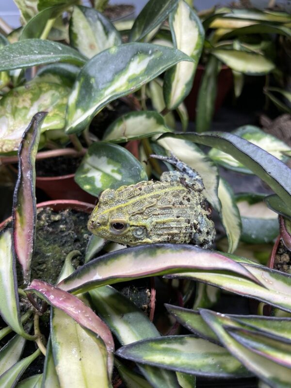 Baby Giant African Bullfrogs - Image 2
